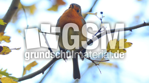 Rotkehlchen (29).jpg